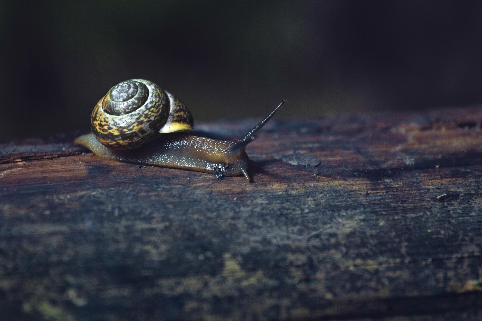 macro, Caracol, Borda, fotógrafo, Pasha Ivanov