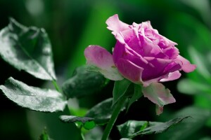 suddig bakgrund, närbild, blomma, blommor, grön, grönt, leva naturen, natur