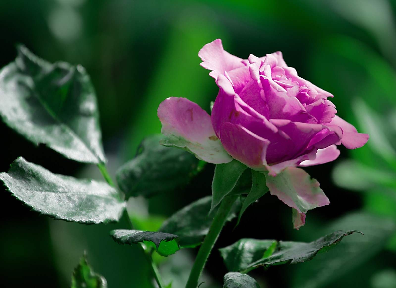 natur, sommer, greens, blomster, Rose, blomst, grøn, sløret baggrund