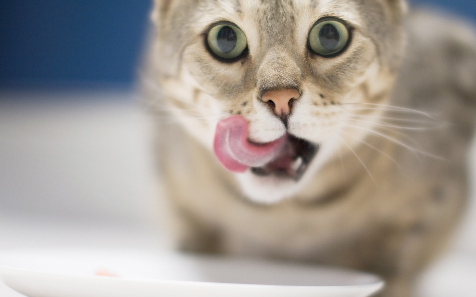 Guarda, sfondo, gatto