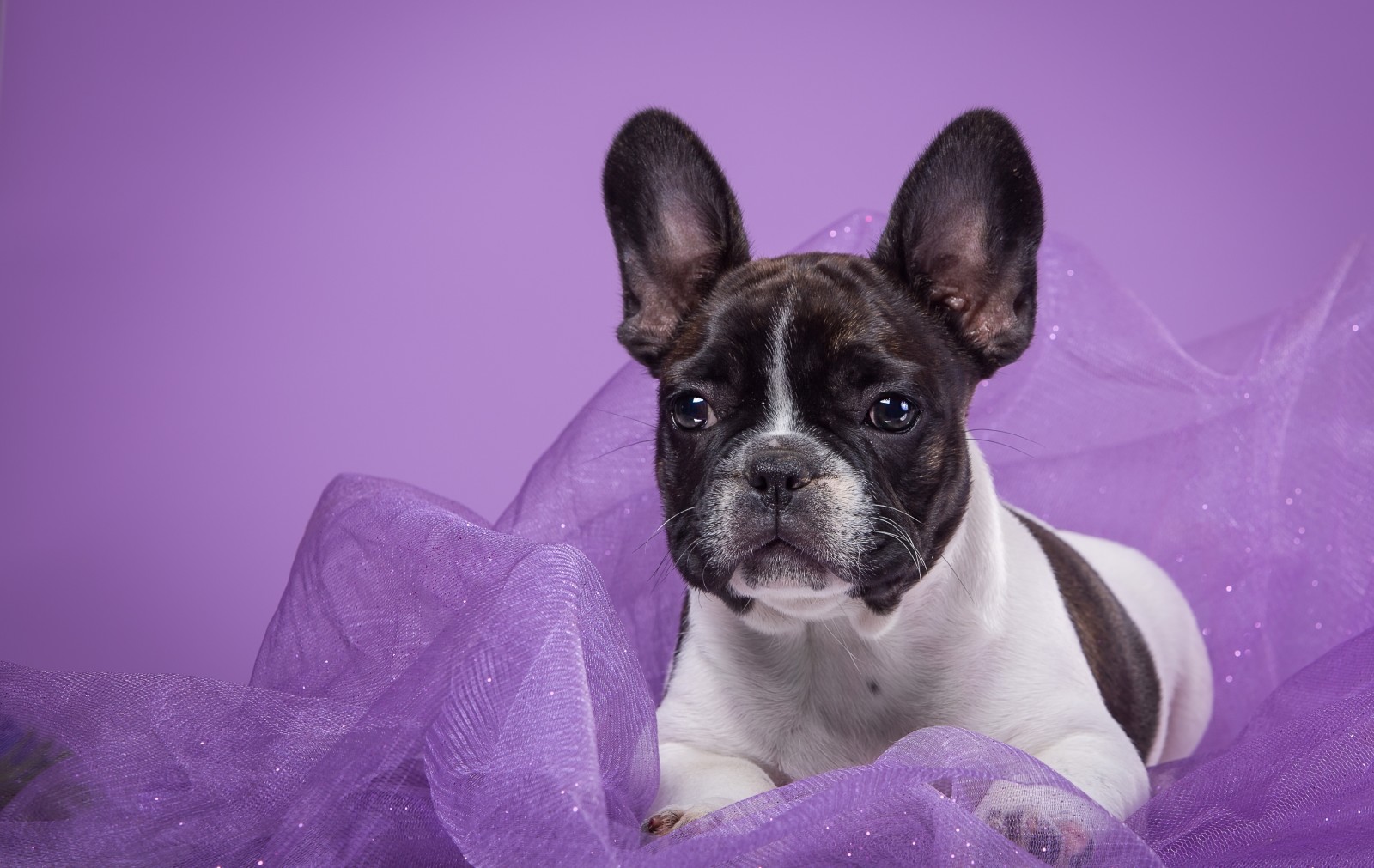 Stoff, Stelle, Französische Bulldogge