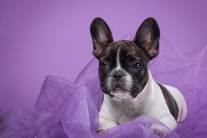 fabric, French bulldog, spot