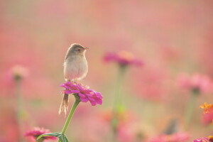 lintu, kukkapenkki, kukat, Warbler