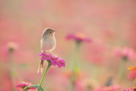 oiseau, parterre de fleurs, fleurs, Fauvette