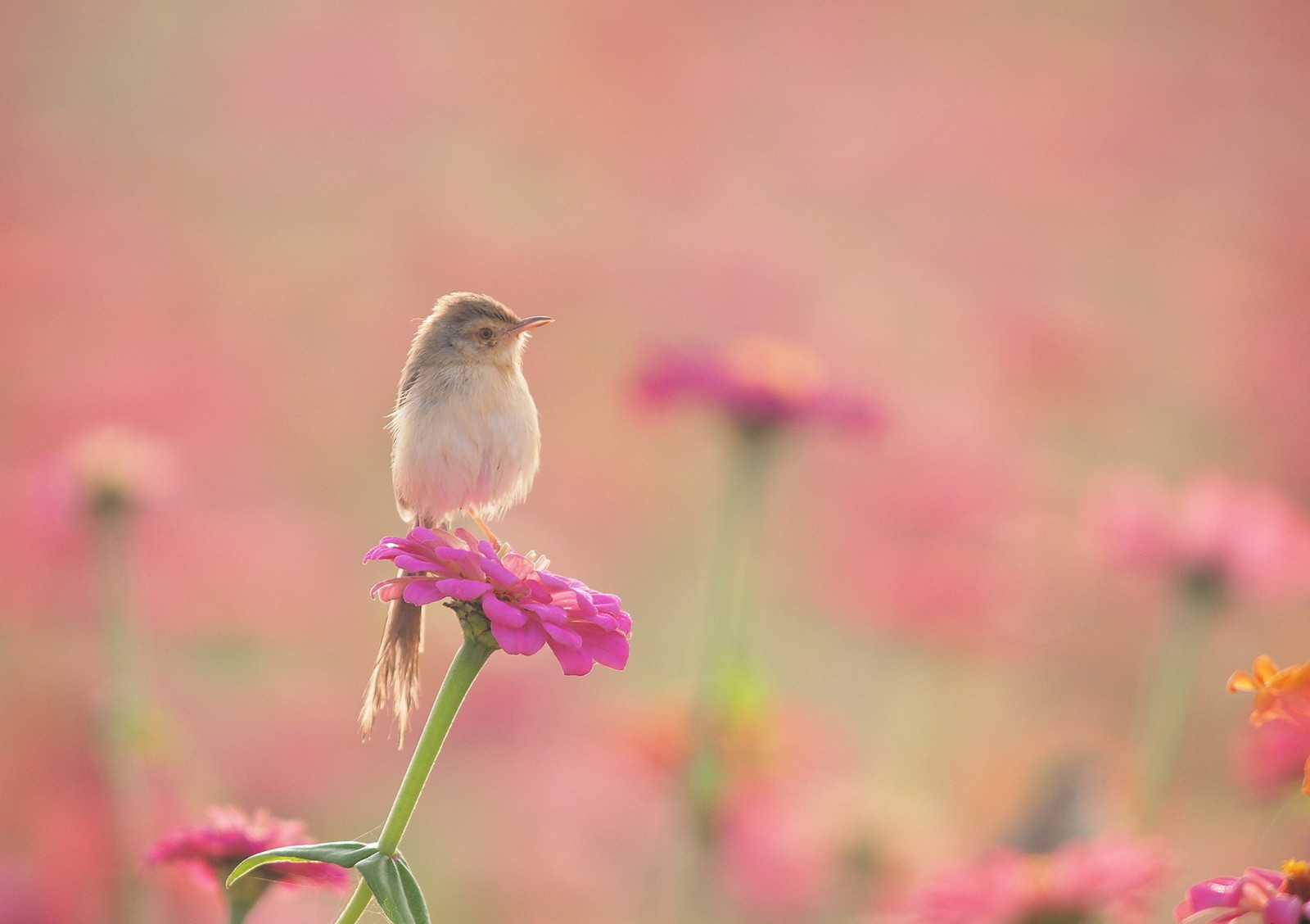 Blumen, Vogel, Blumenbeet, Trällerer