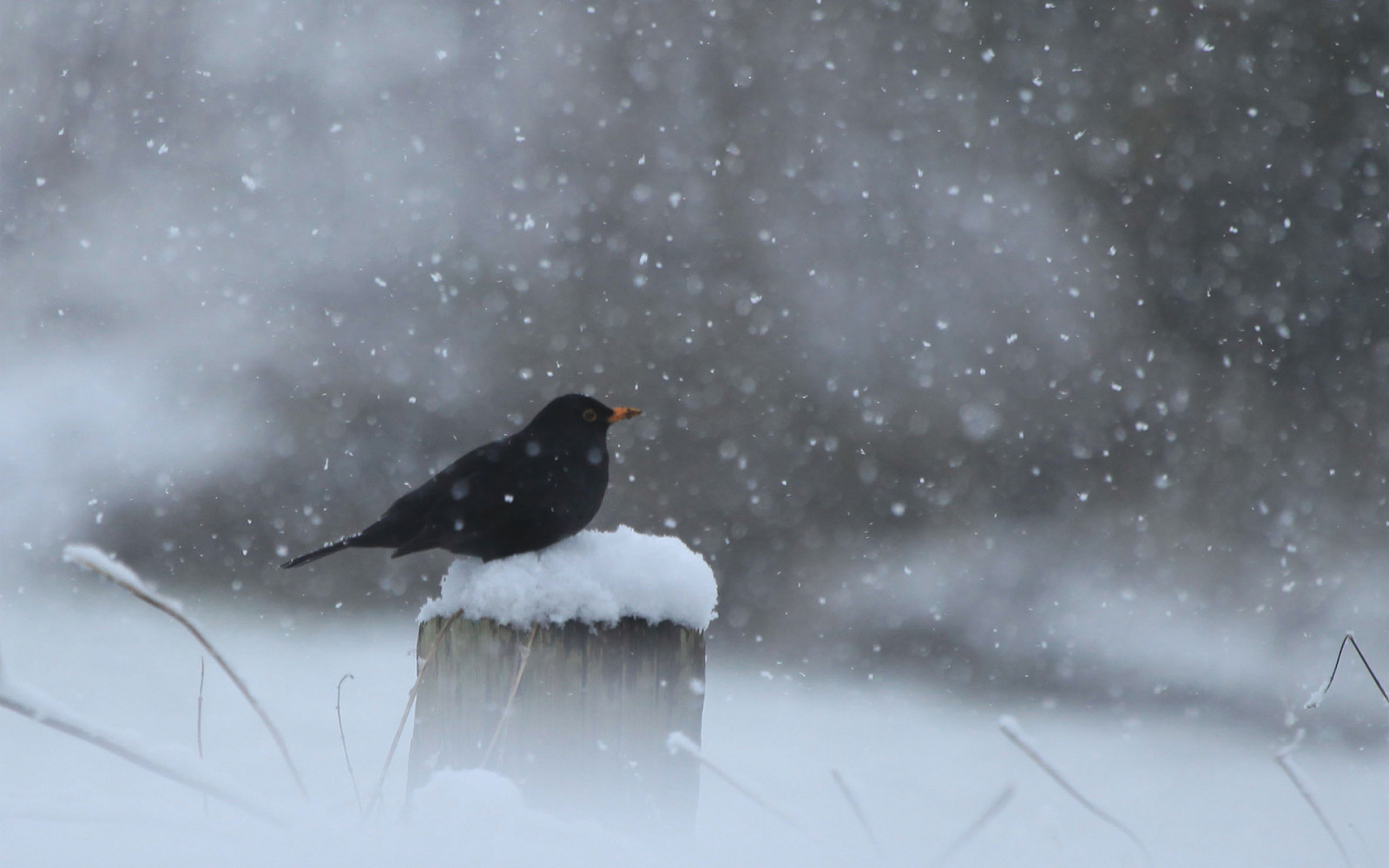 snö, svart, vinter-, fågel, posta