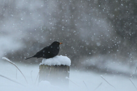 pájaro, negro, enviar, nieve, invierno