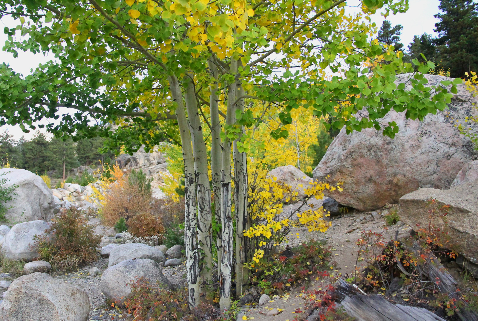 autunno, il cielo, pietre, alberi, pendenza