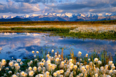 clouds, flowers, lake, mountains, snow, the sky