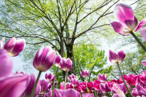 blommor, vår, himmelen, träd, tulpaner