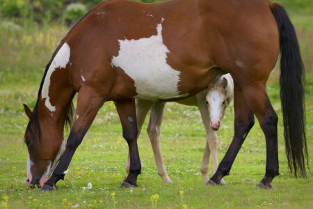 poulain, cheval, maternité, pâturage