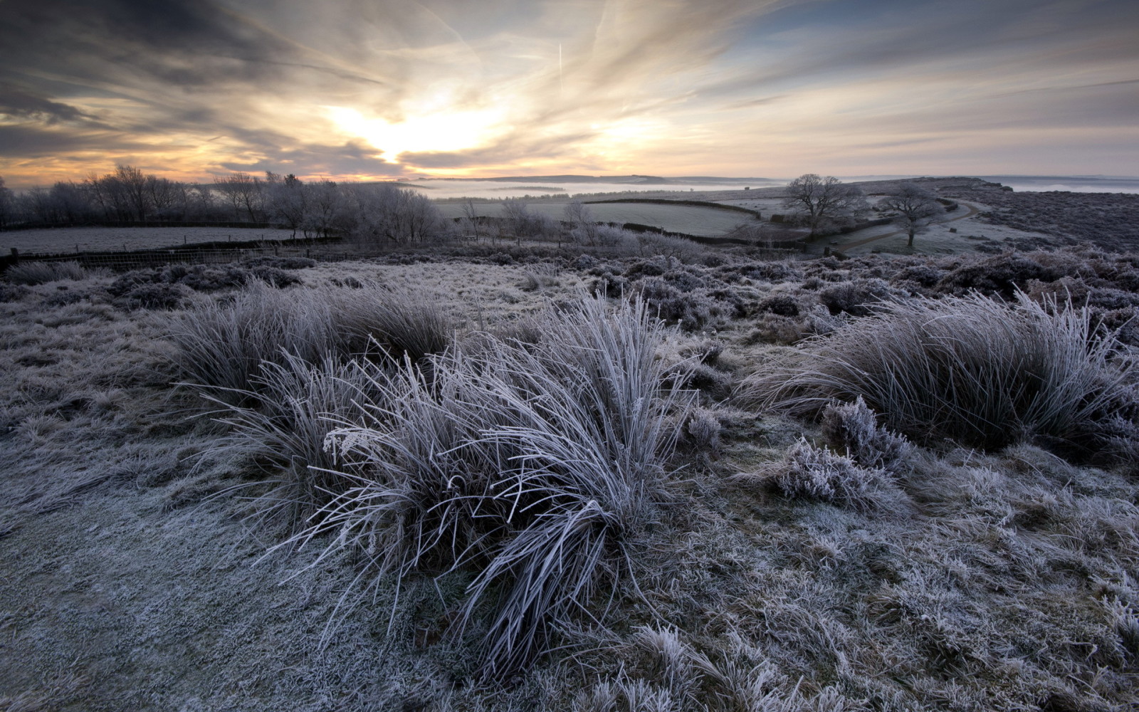 nature, landscape, field