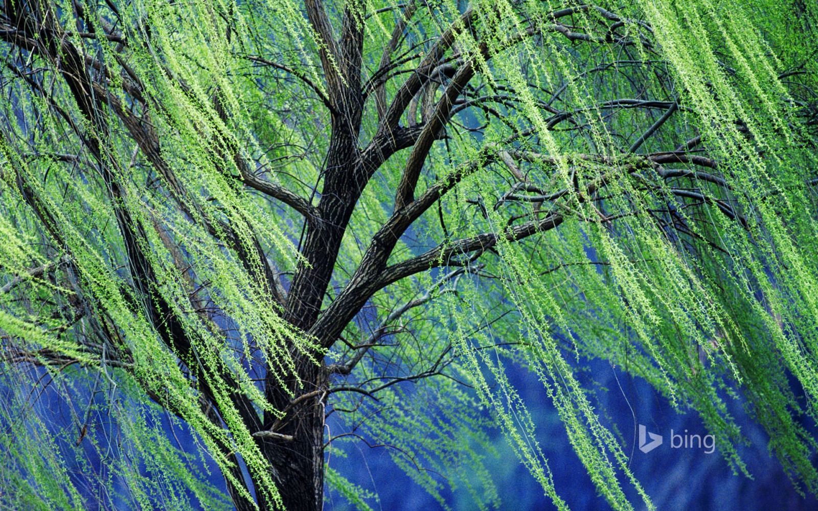 arbre, branches, printemps, saule pleureur