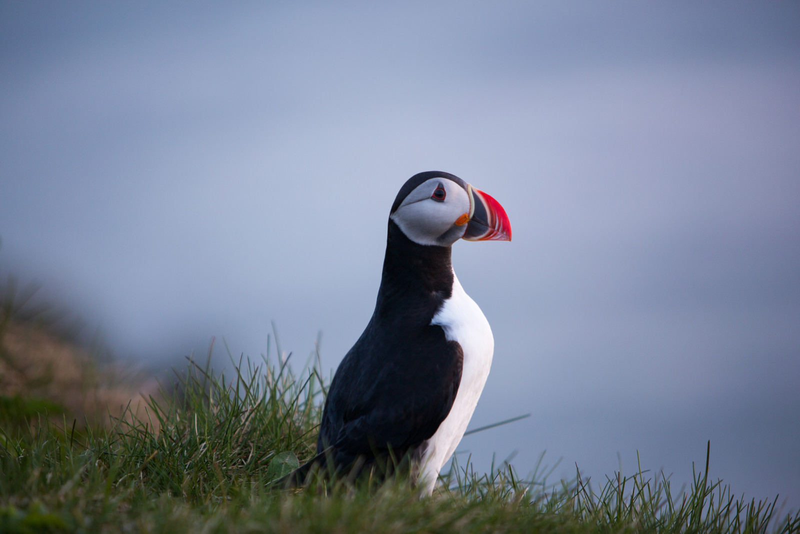 bird, profile, Atlantic puffin, Fratercula arctica