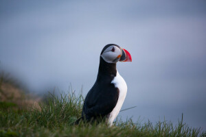 Pufin atlantic, pasăre, Fratercula arctica, profil