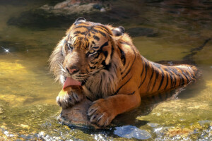 tomando banho, gato, língua, pedra, Sumatra, tigre, água