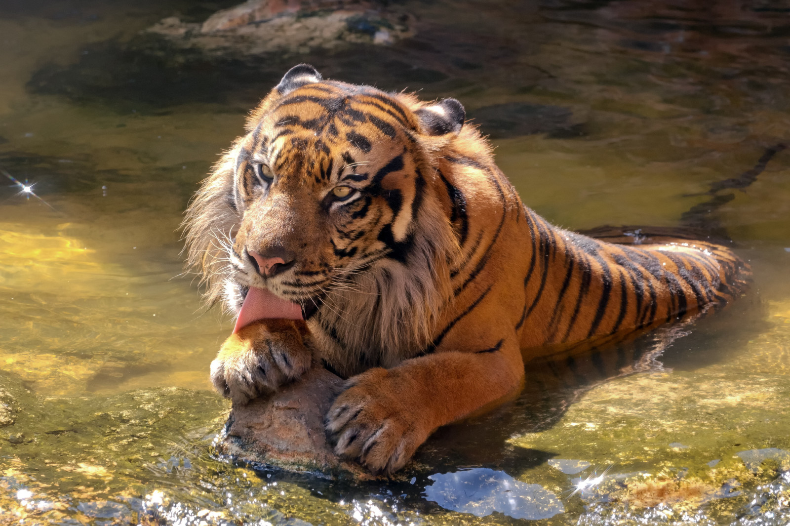 gato, água, língua, tomando banho, pedra, tigre, Sumatra