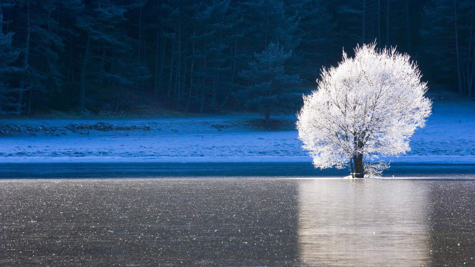 tree, forest, lake, ice, winter, France, frost, Provence-Alpes-Cote d'azur