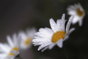 Margarita, gotas, flores, pétalos, Rosa