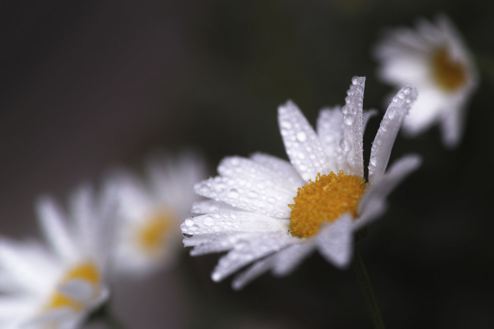 flores, gotas, pétalos, Margarita, Rosa