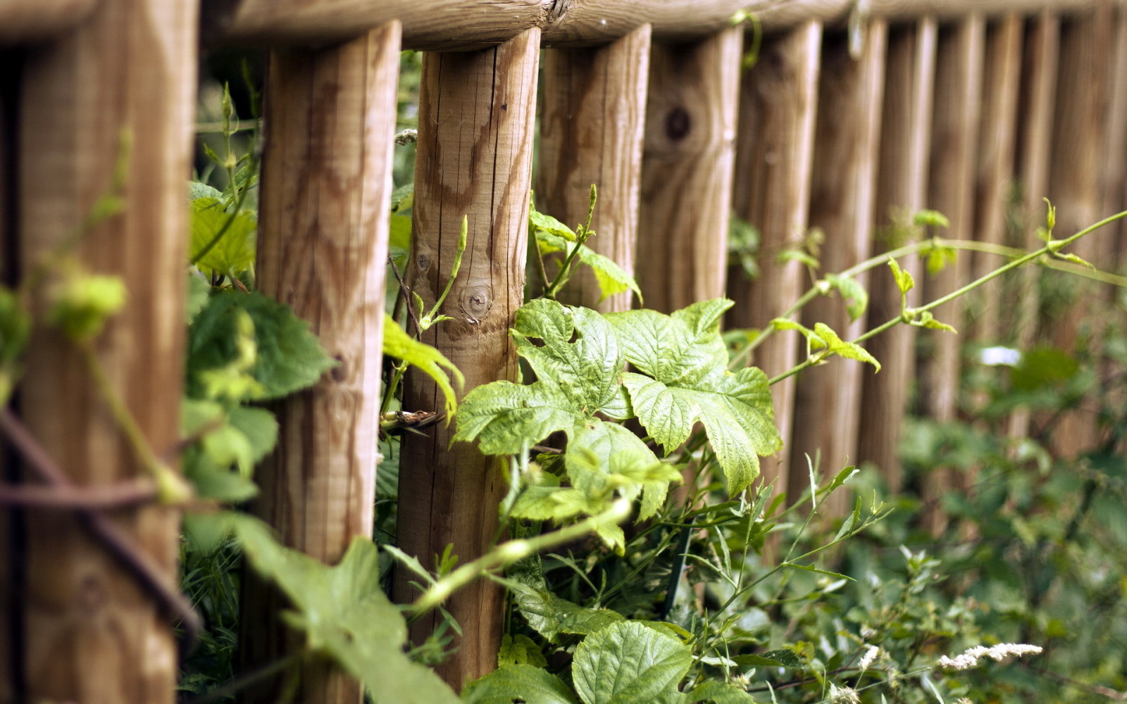 herbe, été, la barrière