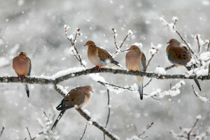 Río oso, aves, rama, Canadá, palomas de luto, nieve