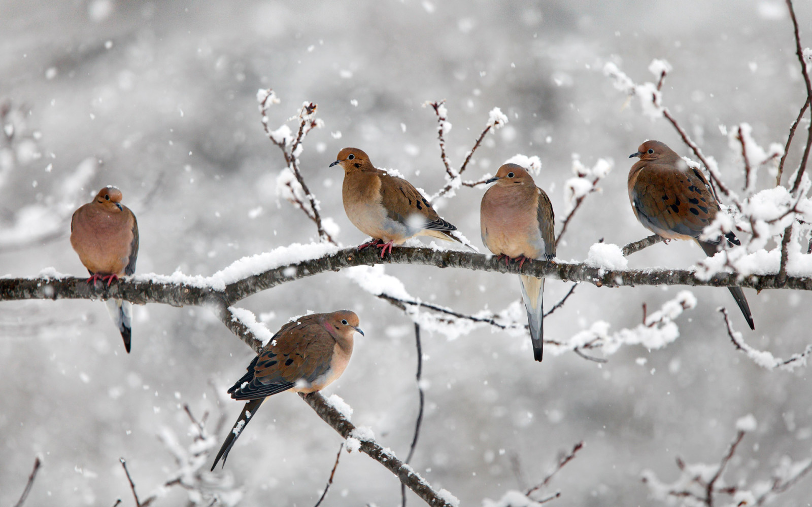 sneeuw, Canada, Afdeling, vogelstand, rouw duiven, Bear River