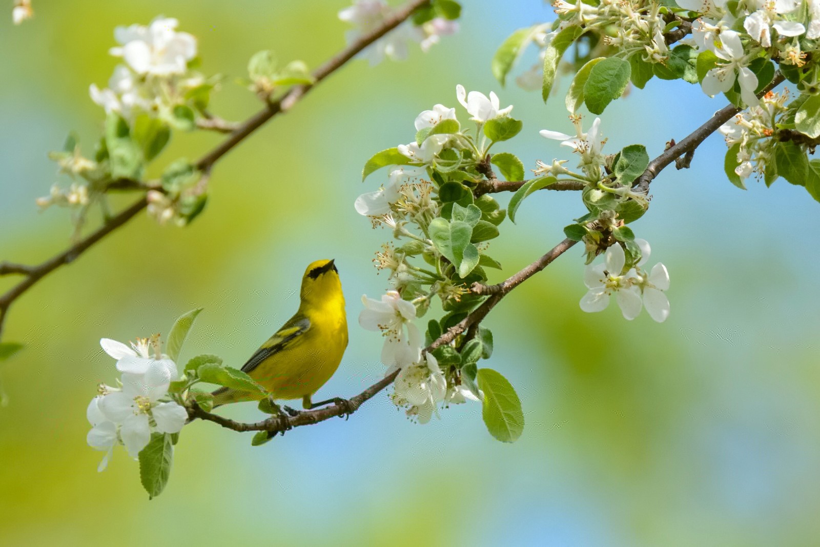 Çiçekler, bahar, şube, kuş, çiçekli, penektomi songster