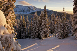 bosque, montañas, nieve, el sol, arboles, invierno