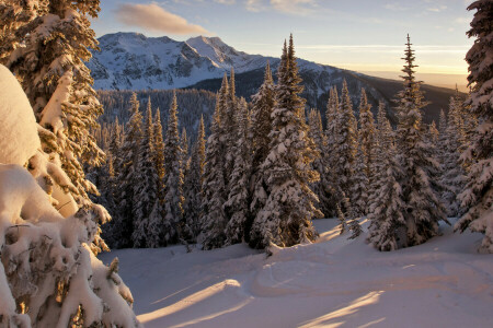 Wald, Berge, Schnee, Die Sonne, Bäume, Winter