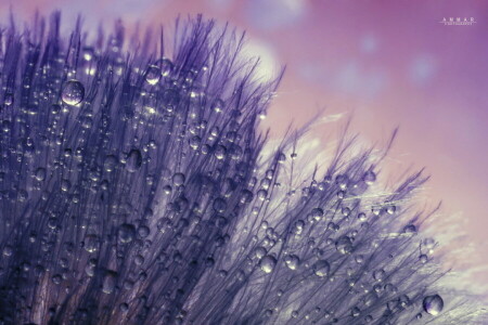 dandelion, drops, macro, Rosa