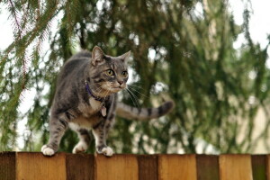 background, cat, the fence