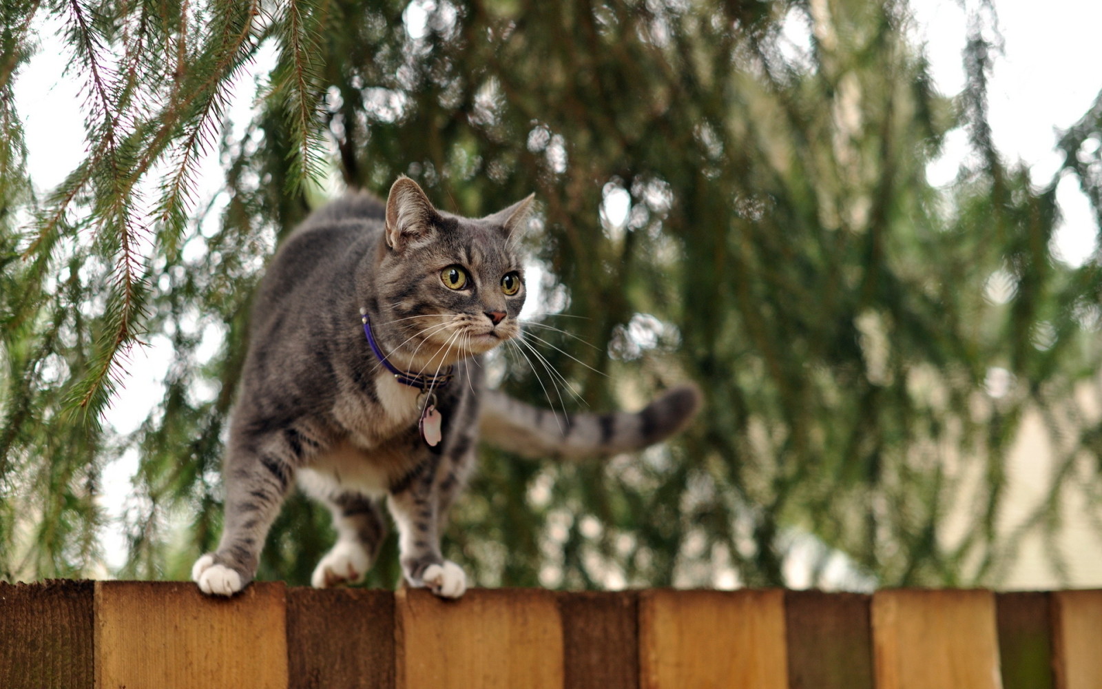 Hintergrund, Katze, der Zaun