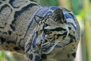 Animale, Leopardo nebuloso, colore, Guarda, natura, predatore