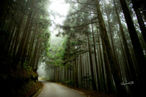 outono, floresta, estrada