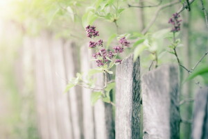 lilas, la nature, la barrière