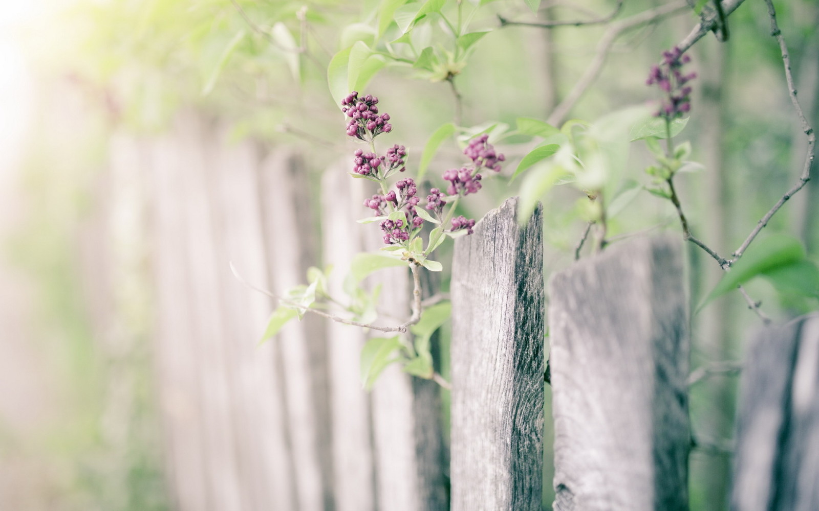 natur, lila, staketet