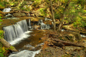 bosque, corriente, arboles, cascada