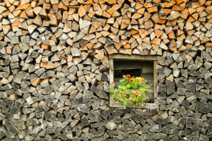 bakgrund, blommor, fullskärm, Fullskärm, HD bakgrundsbilder, Fikus, stack, VÄGPAPPERNA