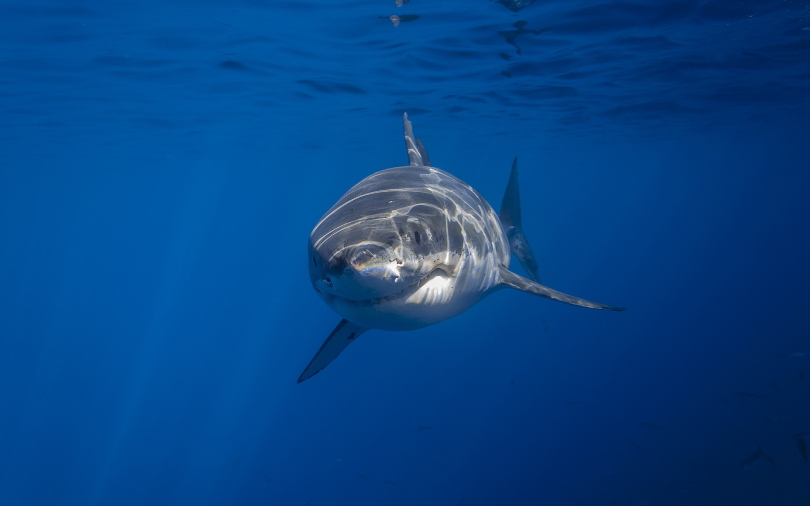 naturaleza, mar, tiburón