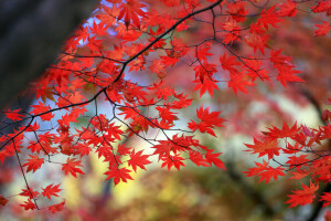 autumn, branch, leaves, maple, The crimson, tree