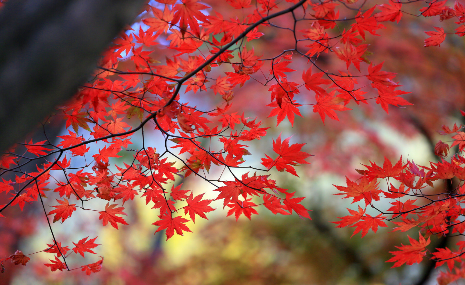 arbre, l'automne, feuilles, branche, érable, Le cramoisi