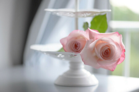 bokeh, rosas, sensibilidad, florero