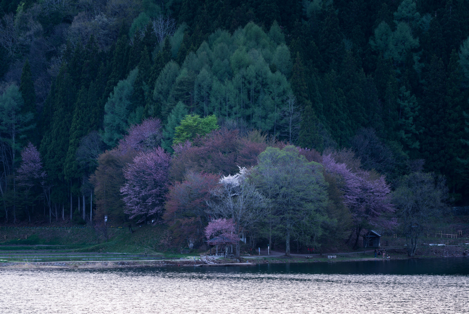 forest, lake, trees, spring, mountains, flowering