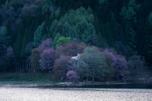 blühen, Wald, See, Berge, Frühling, Bäume