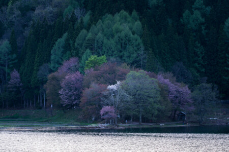 blommande, skog, sjö, bergen, vår, träd