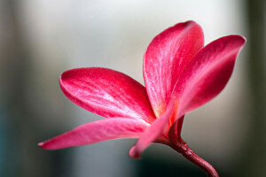 blomst, petals, Plumeria, stilk, tre