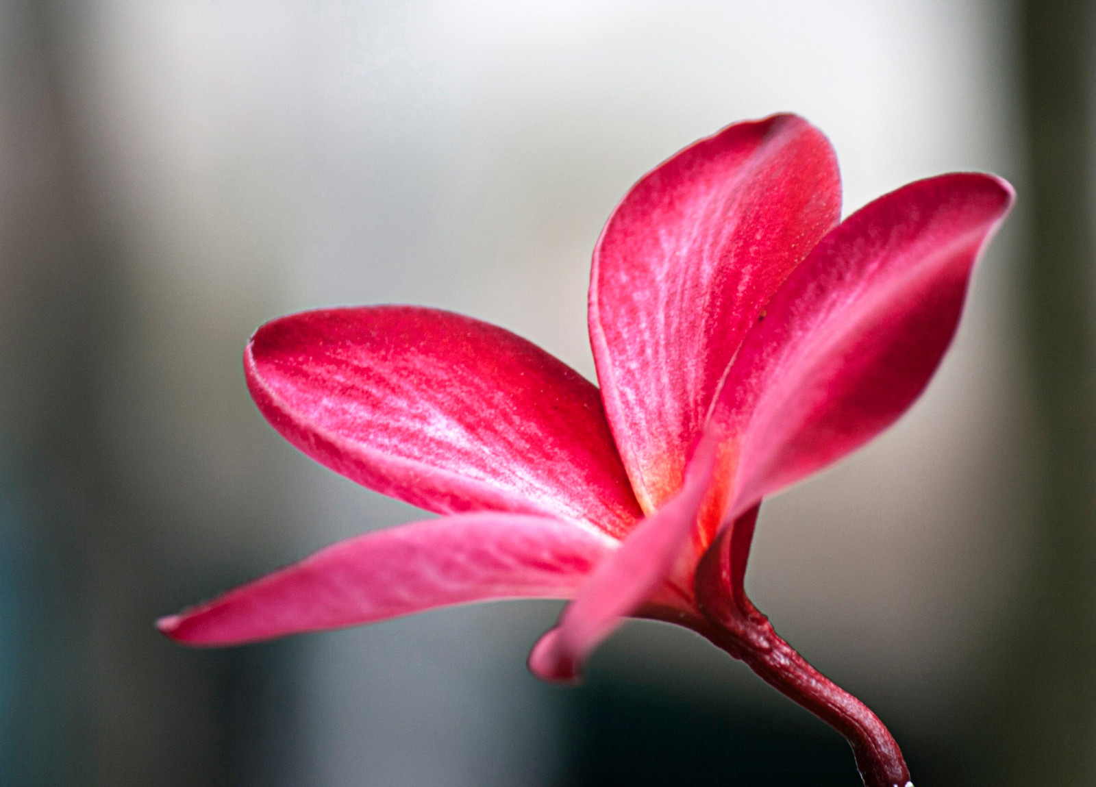 árbol, flor, pétalos, plumeria, vástago