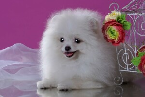 schattig, bloemen, keeshond, wit