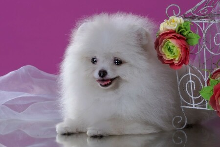 linda, flores, Perro de Pomerania, blanco